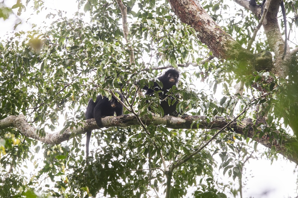 Likweli Monkeys discovered in the Democratic Republic of Congo [Source: Florida Atlantic University .© Daniel Rosengre]
