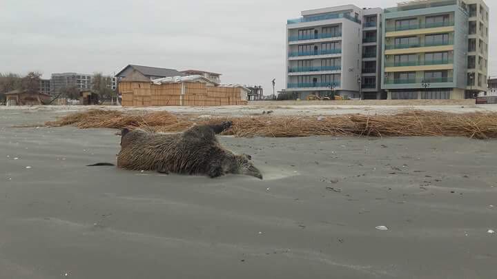 Porci mistreți, găsiți morți și parțial sfâșiați pe o plajă din nordul stațiunii Mamaia - FOTO&VIDEO