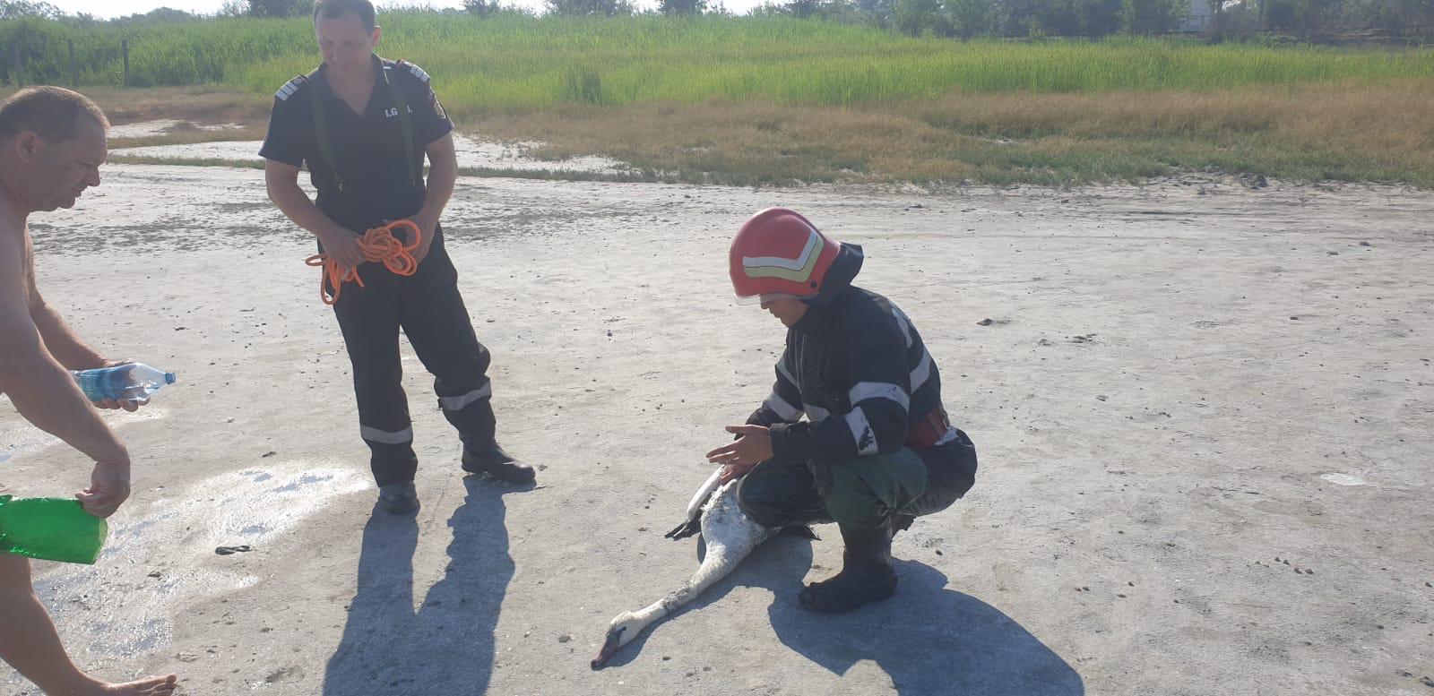Lebădă blocată în nămolul din Lacul Sărat, salvată de pompieri