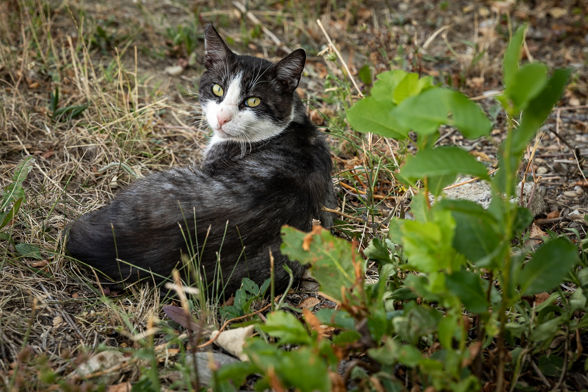 Înainte de COVID, au fost OZN-urile. După 19 ani, sătenii din Năneşti îşi amintesc perfect noaptea când o apariţie misterioasă a oprit curentul: „Ne-au scanat şi au plecat!”