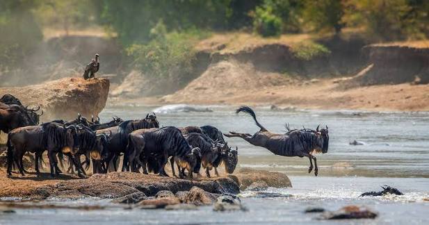 Tanzania’s Serengeti is among the country’s major international tourism attractions. [Serengeti]