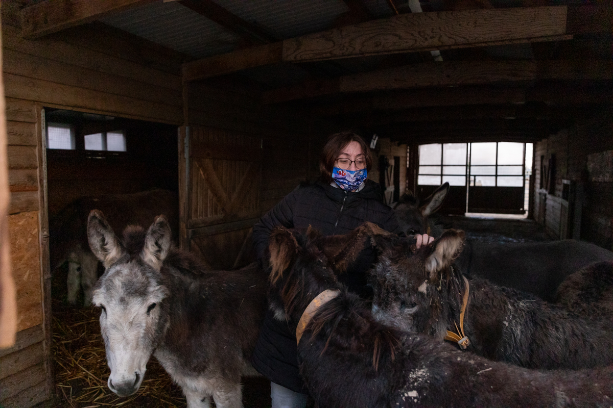 Proprietarul cailor maltratați de la Techirghiol îi poate lua înapoi după 45 de zile, dacă dovedește că sunt ai lui. „Procurorul Țucă, un mare iubitor de animale”