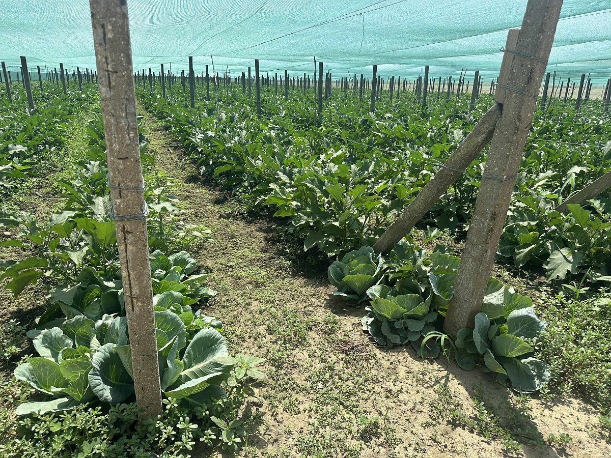 Cât costă un kilogram de roșii la producătorii din Delta Dunării. Le cultivă pe câmpul pe care îl irigă și le vând la tarabă, pe marginea șoselei