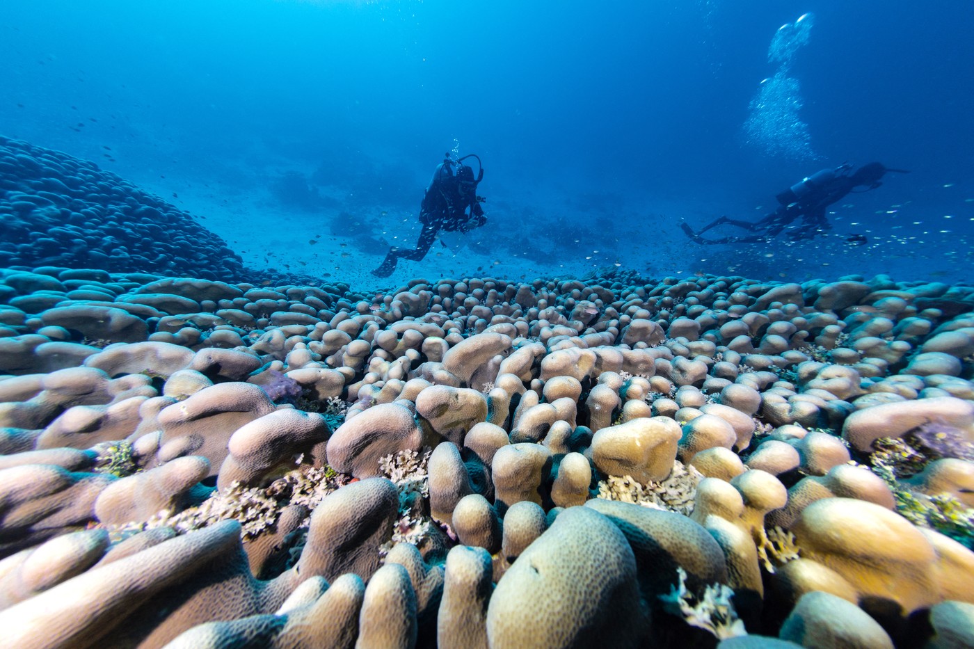 Cel mai mare coral înregistrat vreodată a fost descoperit în Oceanul Pacific