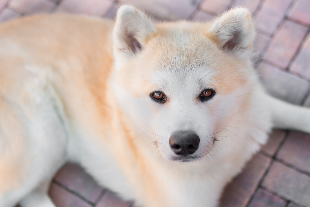 Akita - ce temperament are unul dintre cei mai cunoscuți câini de vânătoare