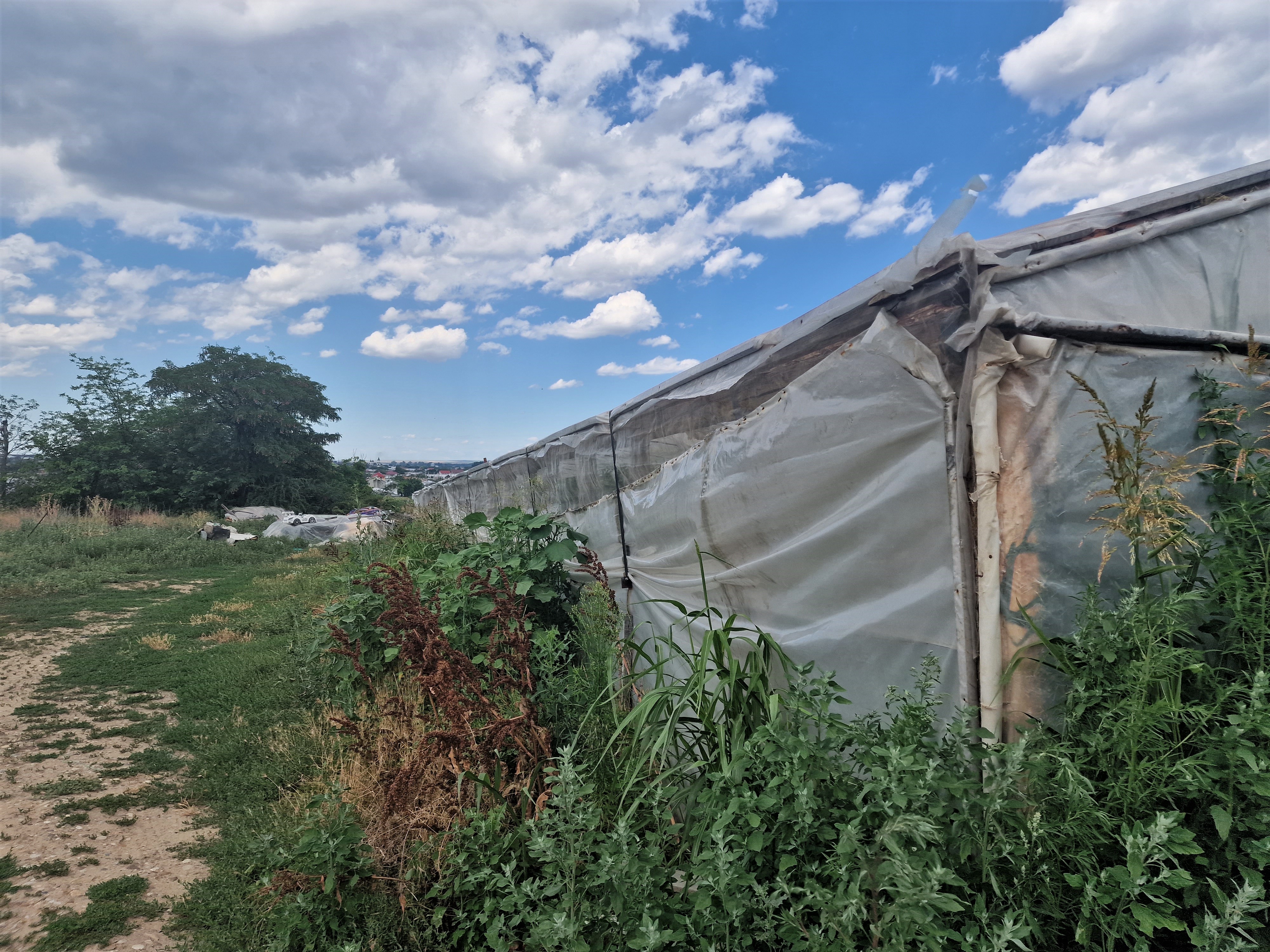 REPORTAJ. Apocalipsa roșiilor. Cultivatorii dintr-o localitate renumită pentru calitatea legumelor au ajuns să le vândă pe nimic sau să le arunce la gunoi: „Anul ăsta ne-a frânt de tot!”
