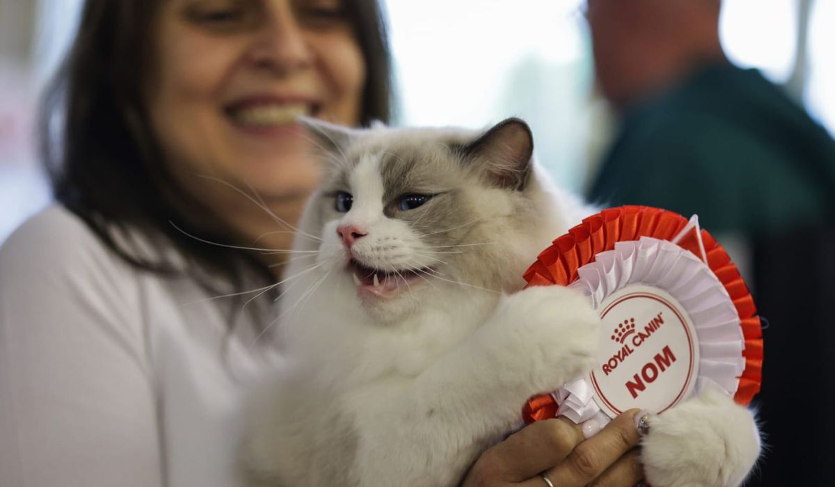 Expoziție de pisici la București: O nouă rasă de pisici va fi prezentată, în premieră, în România la evenimentul dedicat felinelor