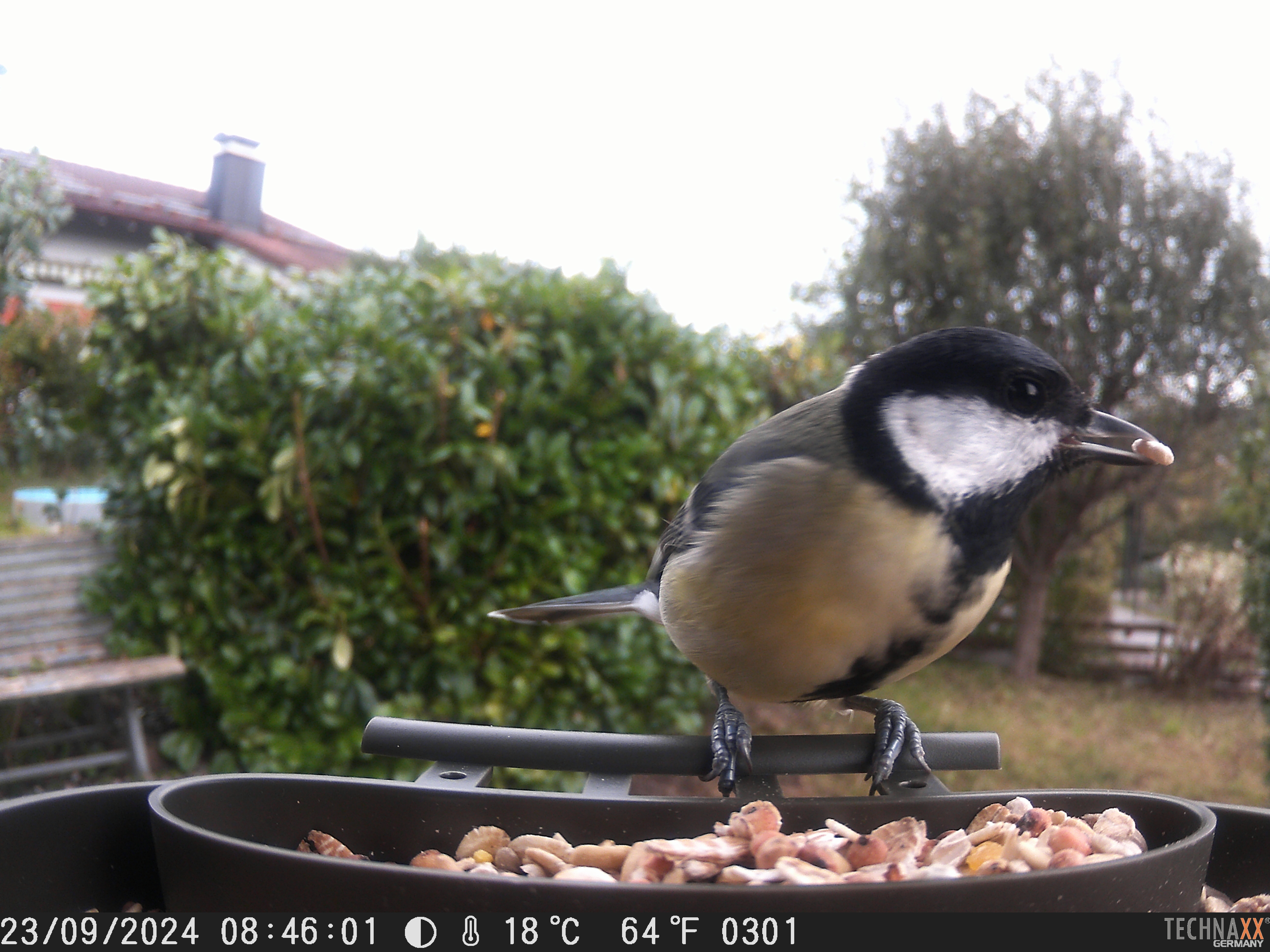 Beispielfoto der Technaxx-Vogelkamera.