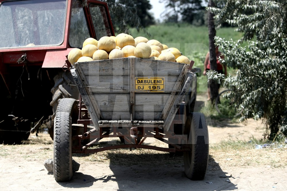 VIDEO EXCLUSIV / Drumul pepenilor de Dăbuleni. Prețurile cresc de 10 ori! Profitul se duce la samsari, iar fermierii rămân cu mirosul