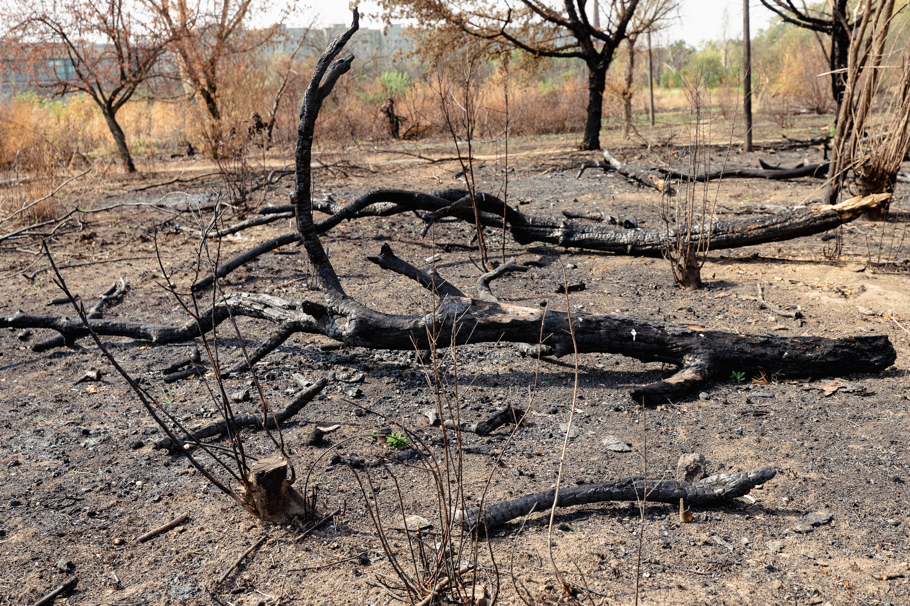 Revolta locuitorilor de lângă Parcul IOR care arde, iar copacii se usucă în mod misterios, sub ochii autorităților: „Ne credeți proști, domnule primar?”