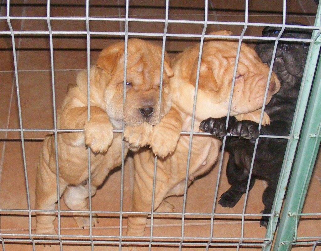 În lipsa nepotului, Petre Geambașu crește câini din rasa Shar Pei. “Sunt printre cele mai dragi ființe din viața mea”