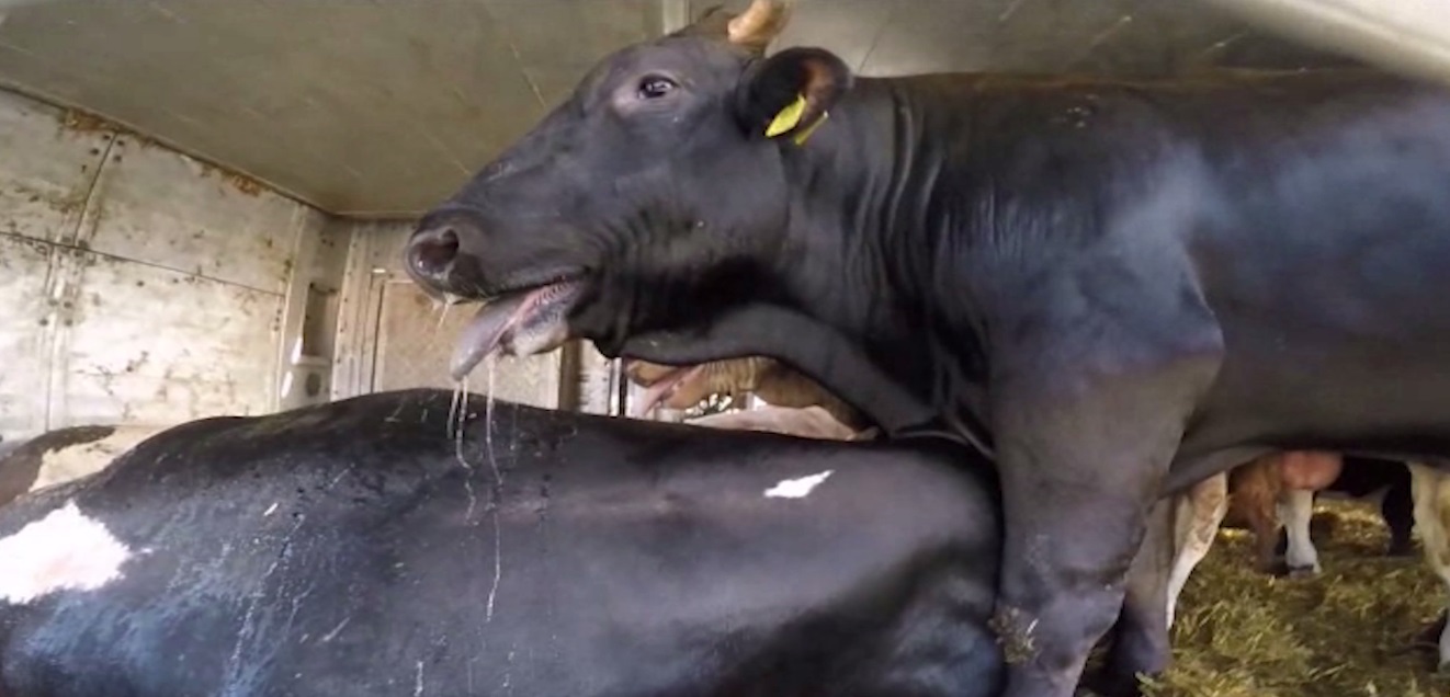 VIDEO/ Animalele din România, transportate în condiții îngrozitoare. Riscăm o anchetă a Parlamentului European. Atenţie, imagini care vă pot afecta emoţional!
