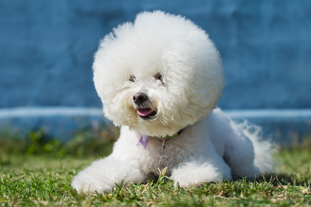 Bichon Frise - ce temperament are patrupedul expresiv cu blană albă și pufoasă