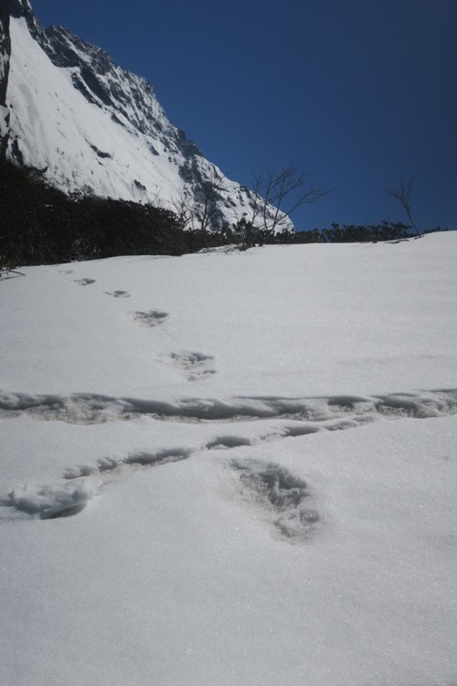 Urme de Yeti, descoperite în Nepal. Anunțul făcut militarii indieni / FOTO