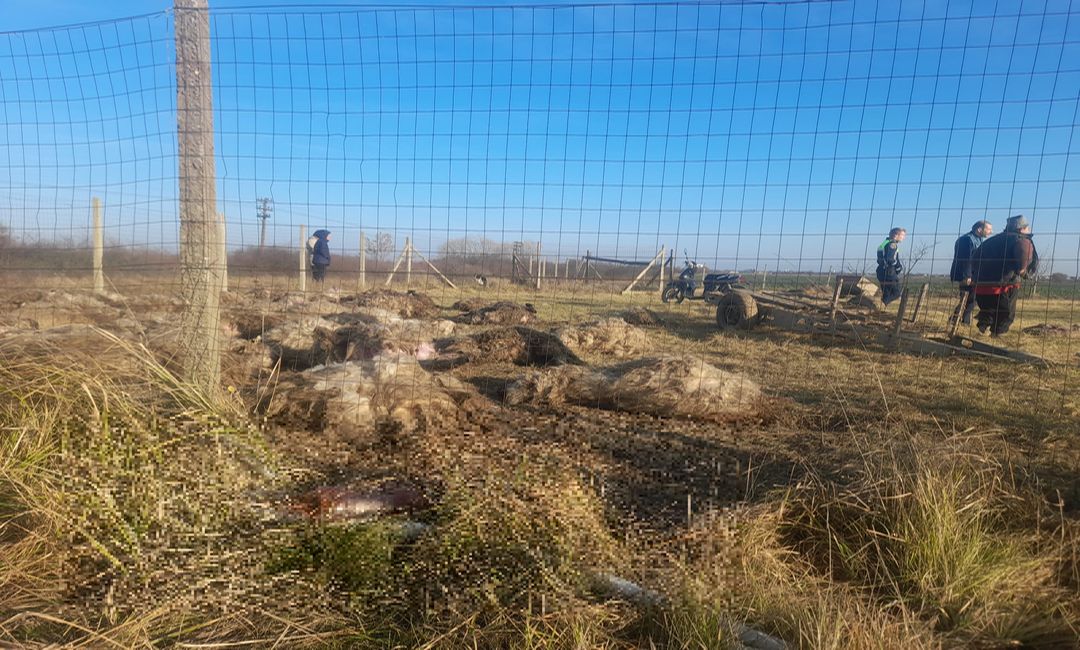 Zeci de oi, ucise de o haită de câini la o fermă de la marginea municipiului Timișoara