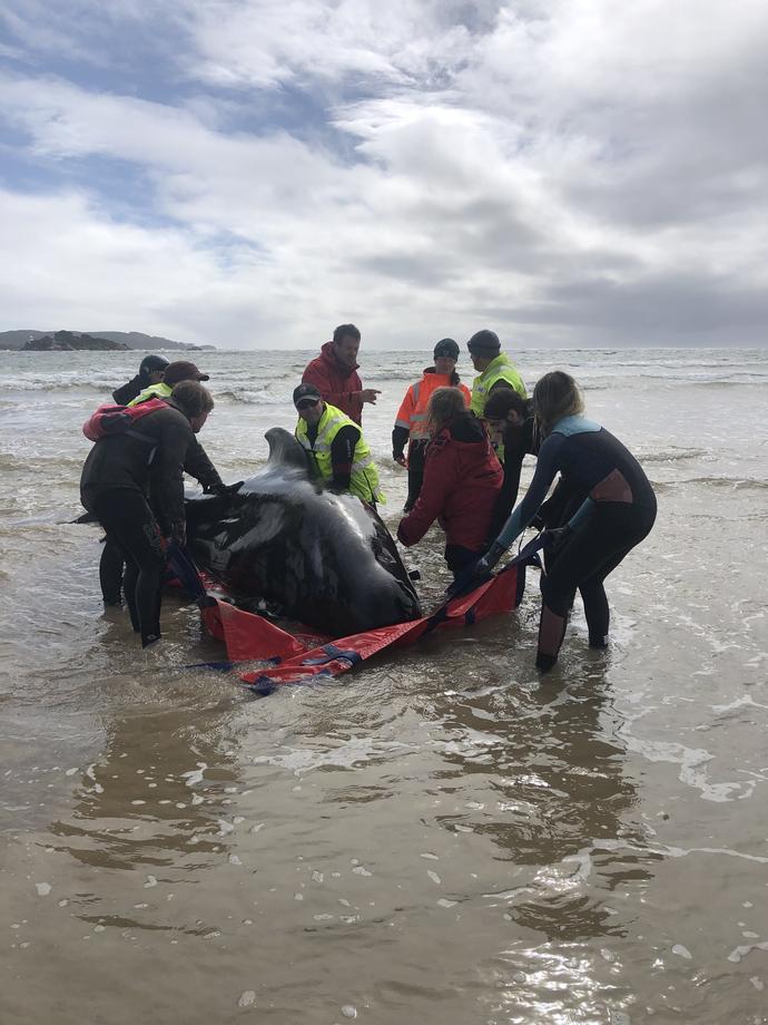 VIDEO | Salvatorii australieni se luptă de zile întregi să salveze zeci de balene-pilot eșuate. 350 au murit până acum