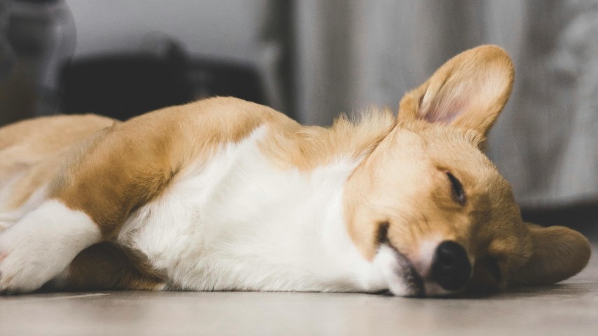 Brutális állatkínzás Abonyban: vádat emeltek a kegyetlen támadó ellen