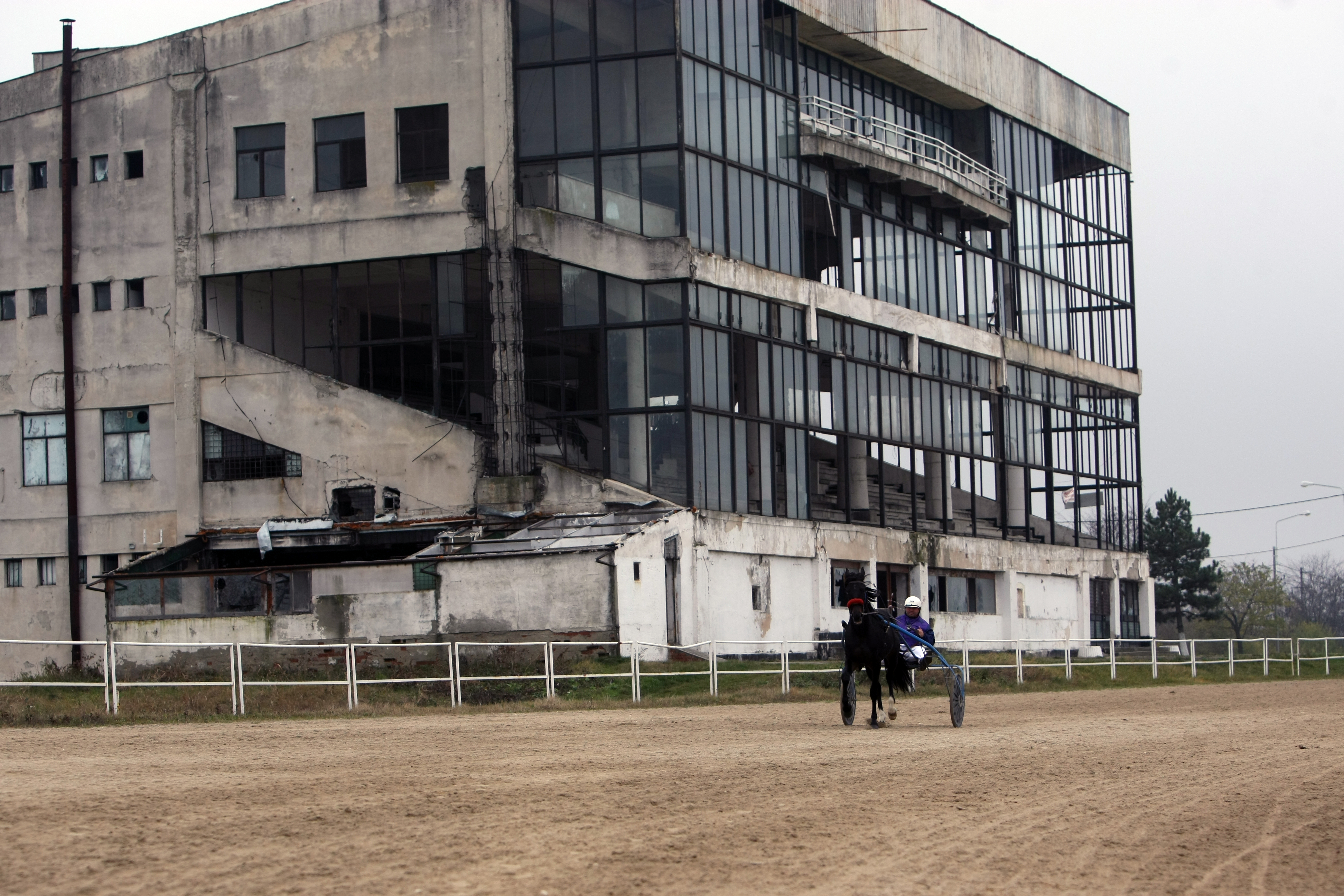 Vijelie a câștigat “Derby-ul de Trap” de la Mangalia. Povestea murgului