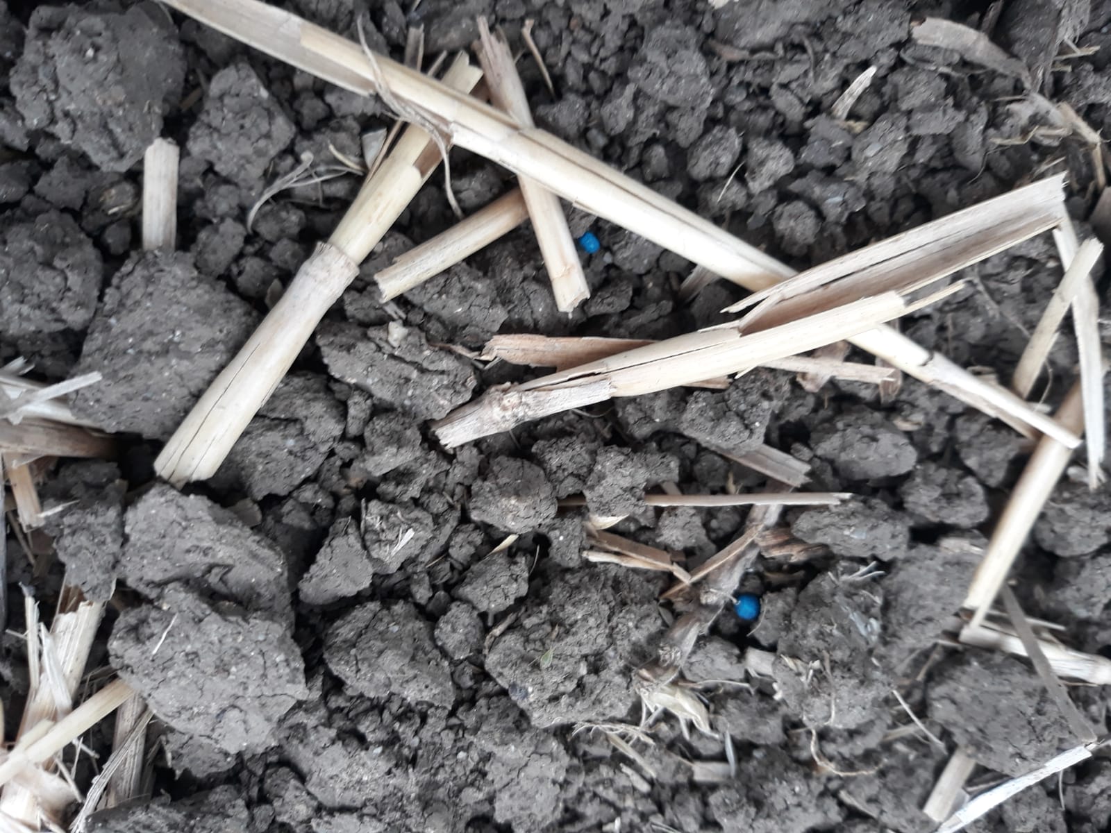 Animale otrăvite pe câmp de substanțele toxice folosite de o firmă care cultiva rapiță în Timiș