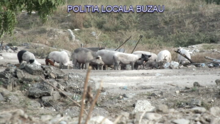GALERIE FOTO| Descoperire macabră în Buzău. Un crescător de porci își hrănea animalele cu cadavre şi resturi animale