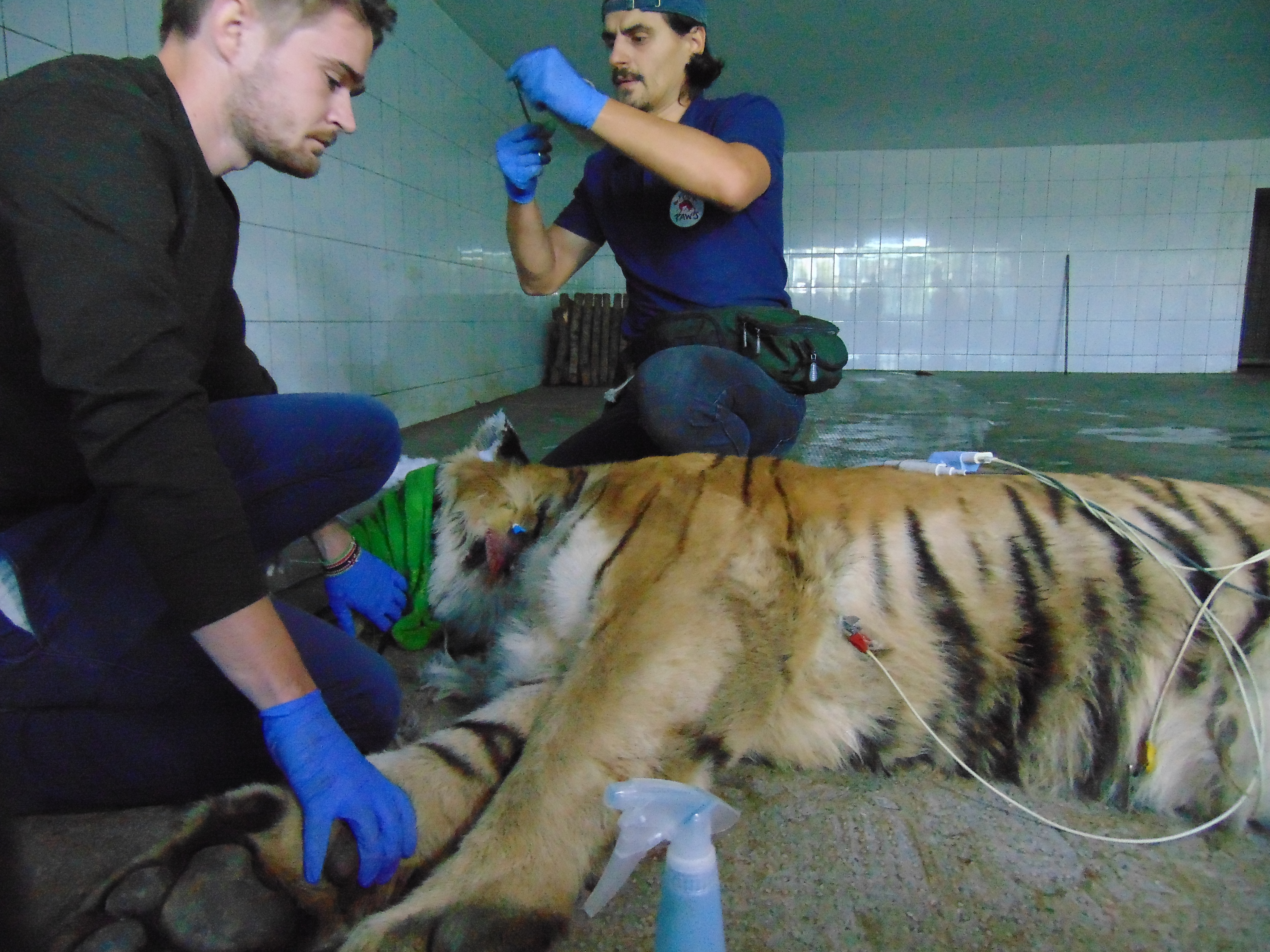Premieră medicală la ZOO Galaţi! Tigrul a fost investigat chiar în cușcă! Desfășurare impresionantă de forțe GALERIE FOTO