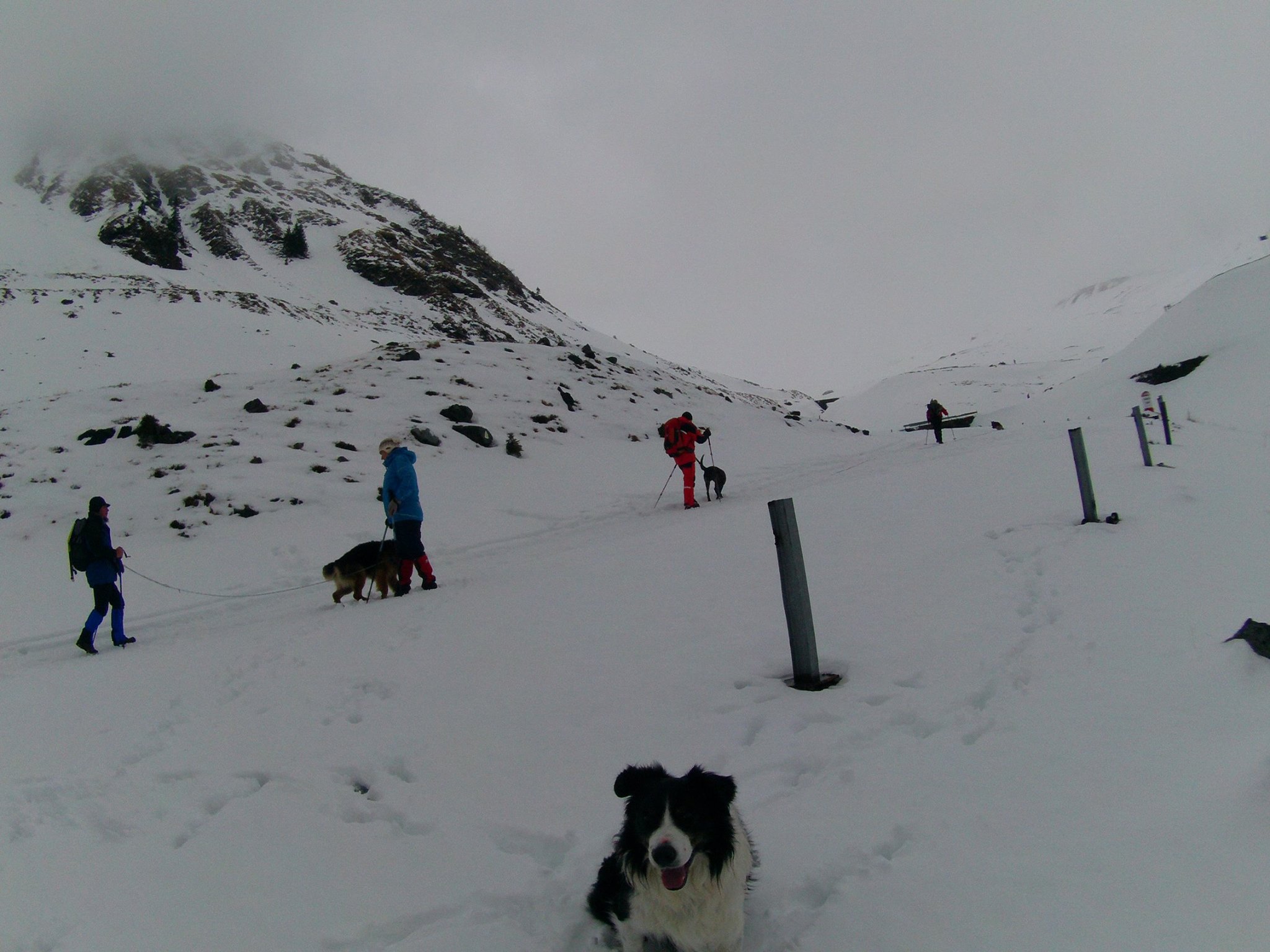 REPORTAJ/Povestea câinilor de avalanșă Helios și Dara sau încrederea de nezdruncinat dintre om şi animal: "Unde merg eu, merg şi ei"/ FOTO