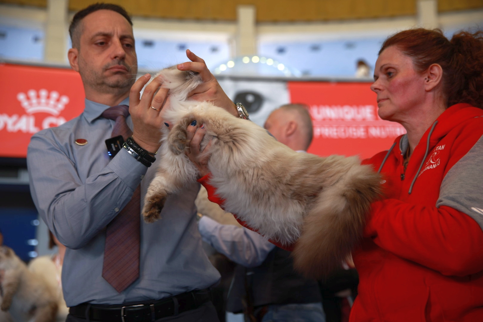 Libertatea a mers la Campionatul Mondial Felin. Bucureștiul, capitala mondială a pisicilor: peste 750 de feline din întreaga lume au strălucit la Romexpo