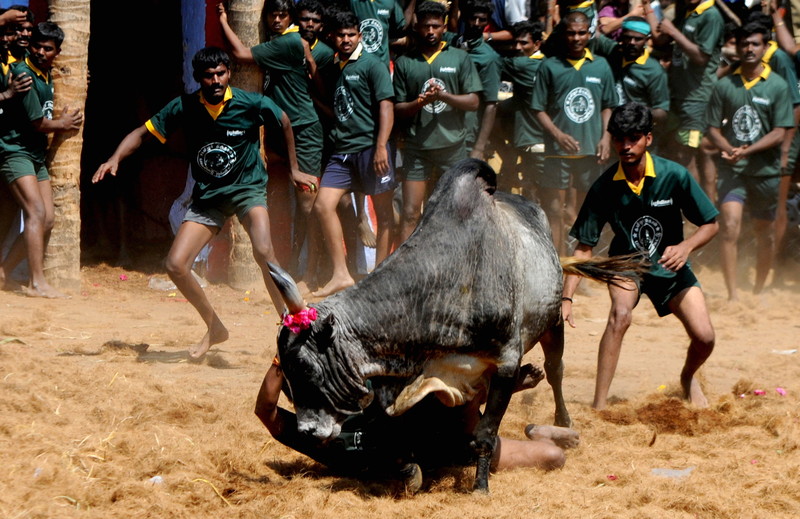 Un mort și zeci de răniți în prima zi a unui festival rodeo în India. Taurii sunt îmbătați înainte de a fi eliberați