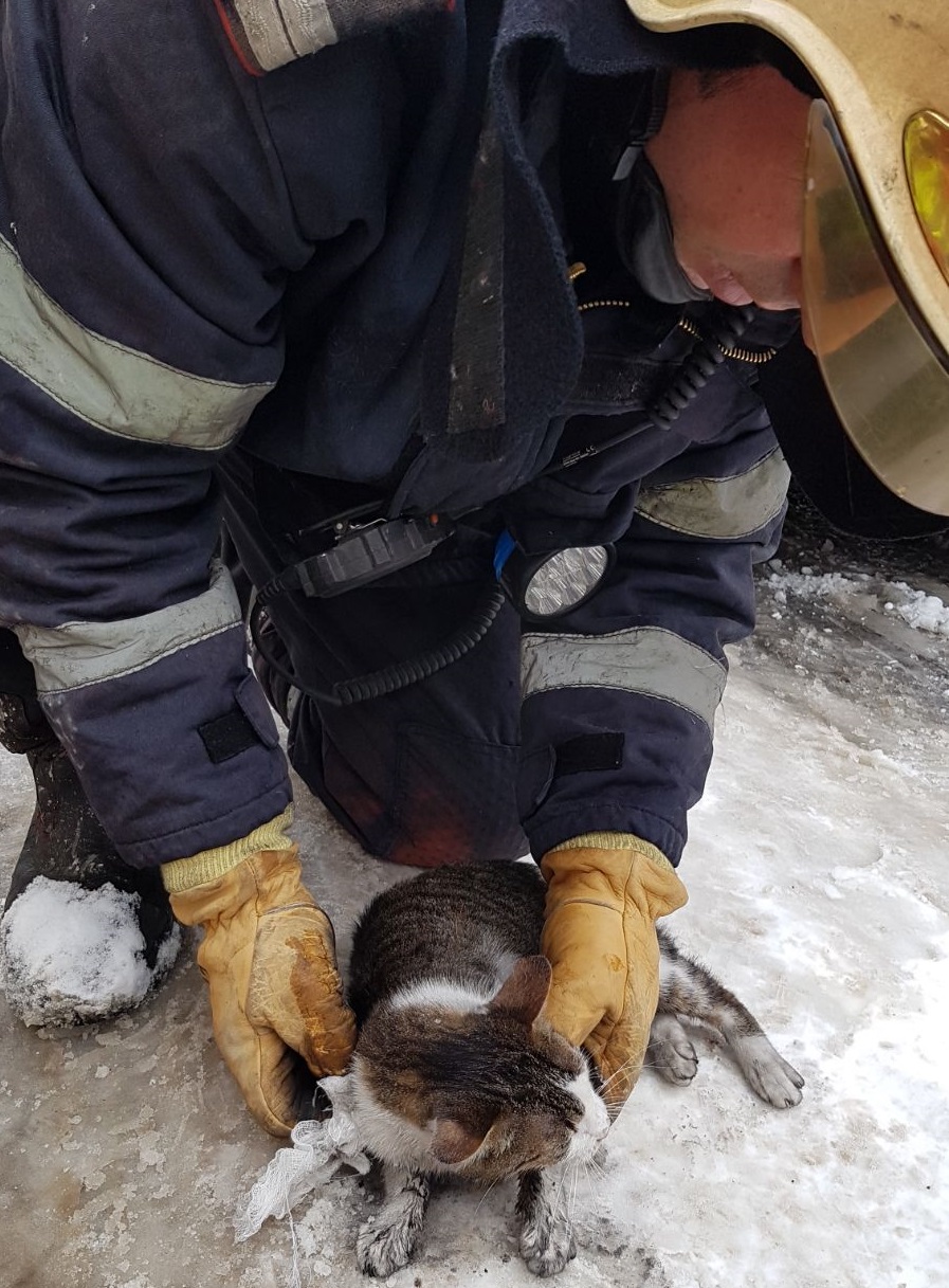Pui de pisică salvat de pompierii din Bacău dintr-un apartament în flăcări| GALERIE FOTO