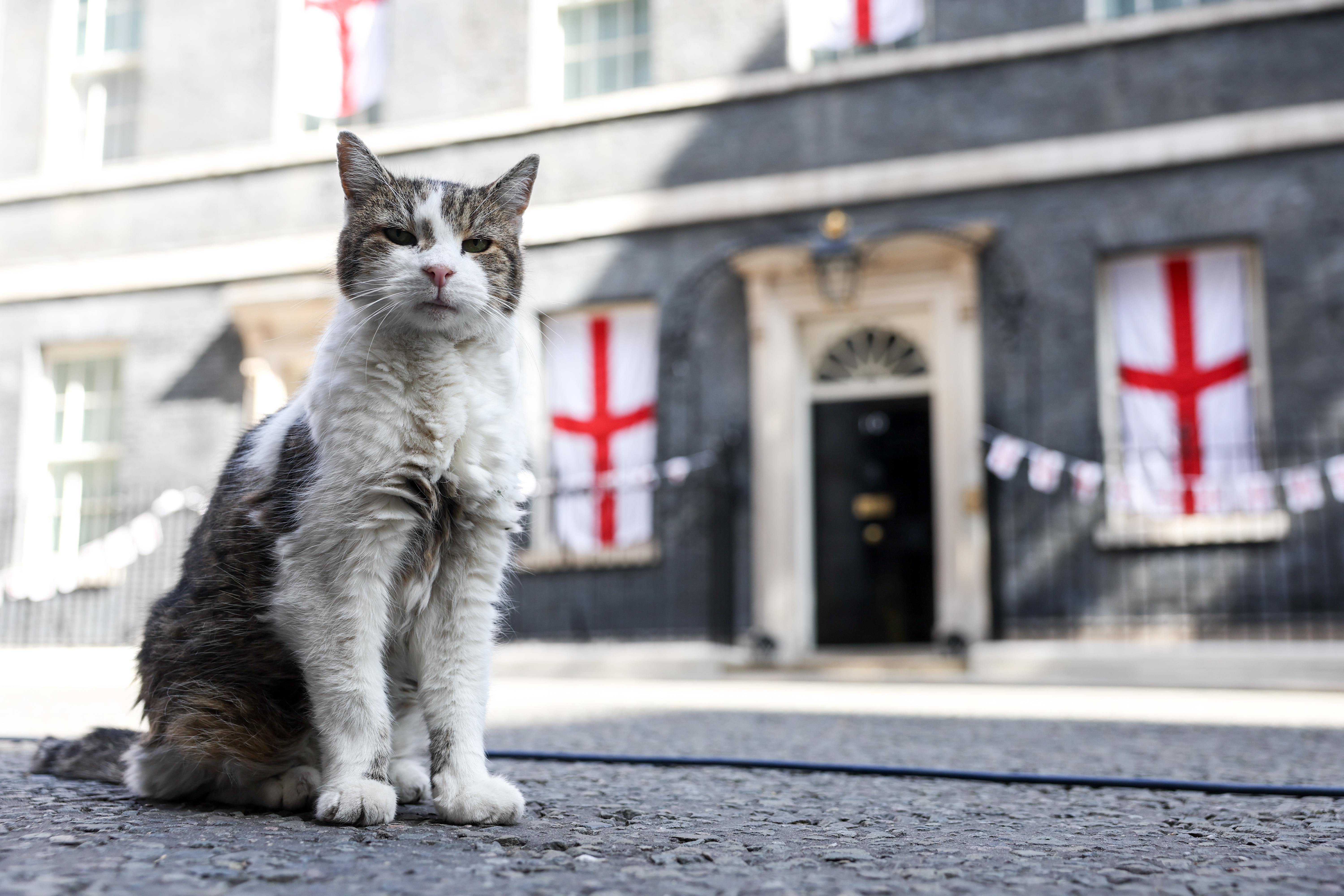 „Politicienii vin și pleacă, pisicile rămân”: Motanul Larry a ajuns la al șaptelea premier cu care împarte reședința de la 10 Downing Street