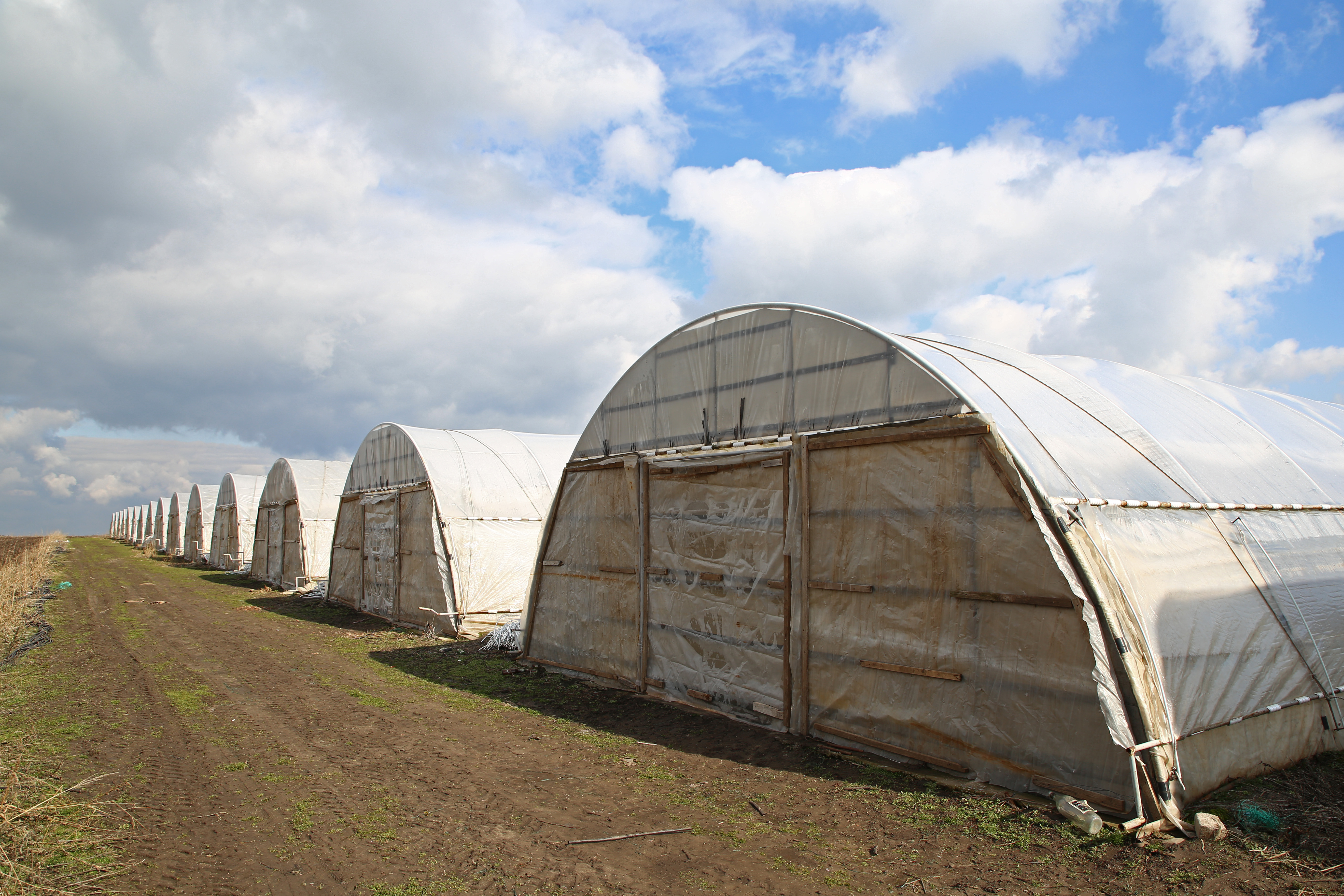 VIDEO EXCLUSIV/Au muncit din greu în Anglia, dar au venit acasă să facă agricultură. Șapte olteni au reînviat C.A.P.-ul!