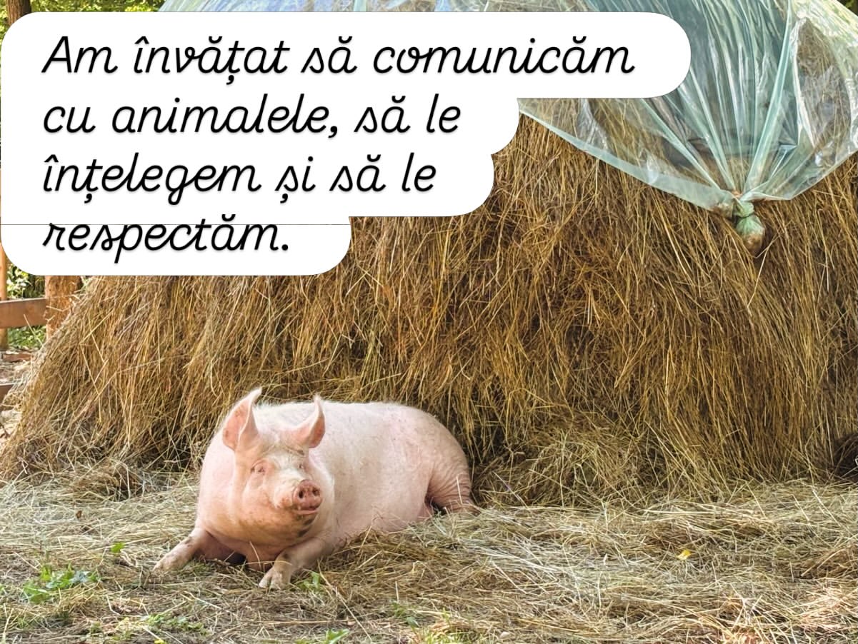 Imagini din gospodăria lui Dragoș Bucur și a Danei Nălbaru. De doi ani trăiesc la țară: „A fost cea mai bună decizie”