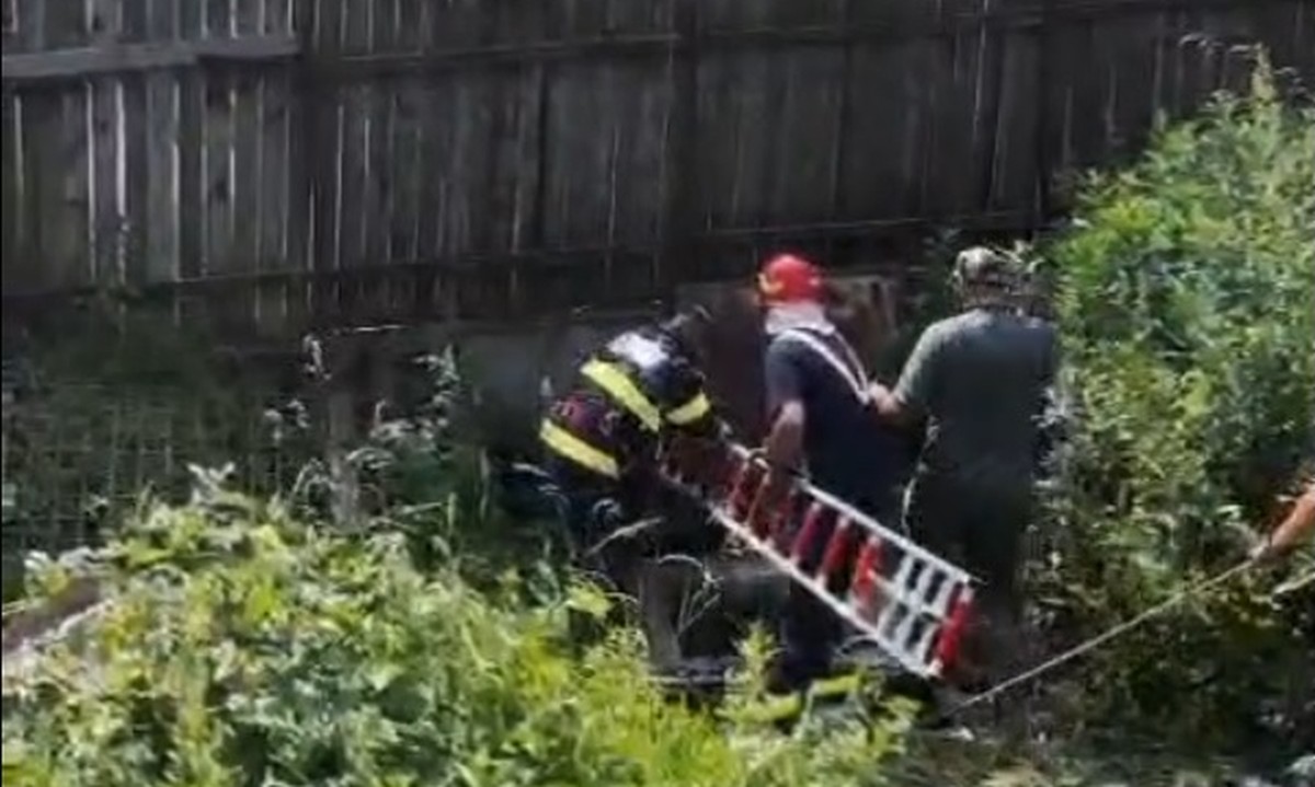 O ursoaică a căzut într-o fosă septică neacoperită din Sinaia și și-a ţinut puiul pe creştet pentru a-l proteja. VIDEO