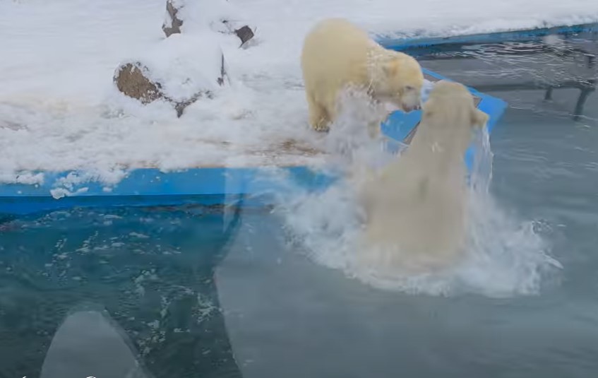 Itt az újabb ellenállhatatlan videó a nyíregyházi jegesmedvékről – Nézze meg, hogyan pancsolnak a fagyos vízben! – videó