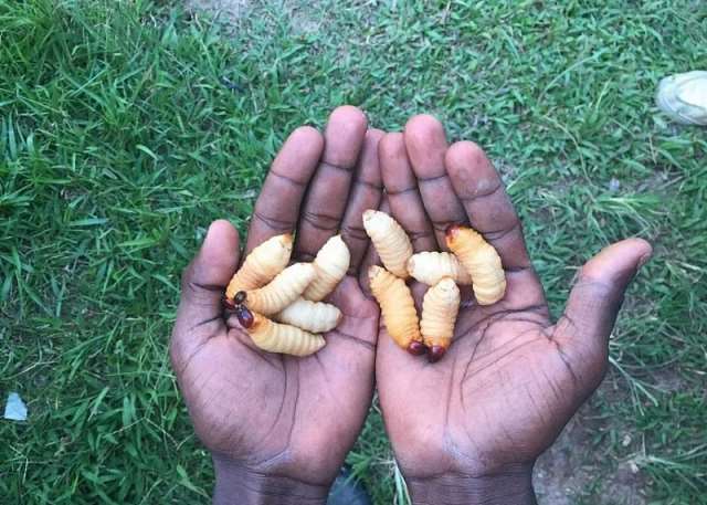 Edible insects and their surprising benefits