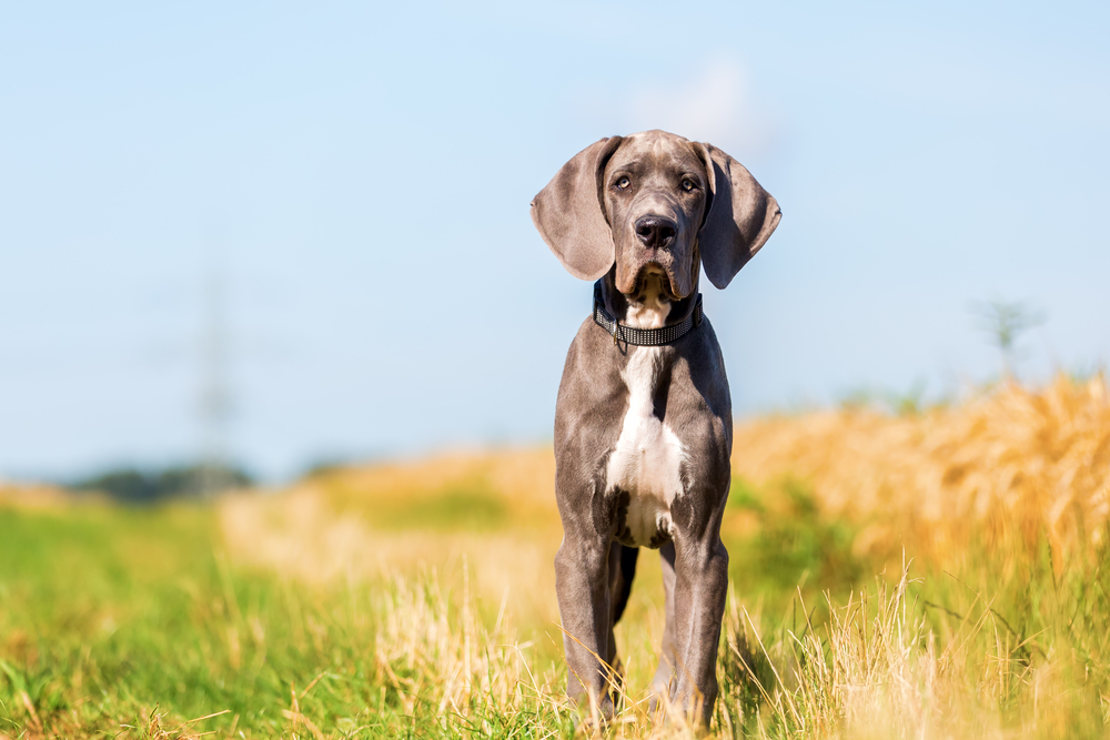 Dog german - ce temperament are câinele de rasă denumit Marele Danez