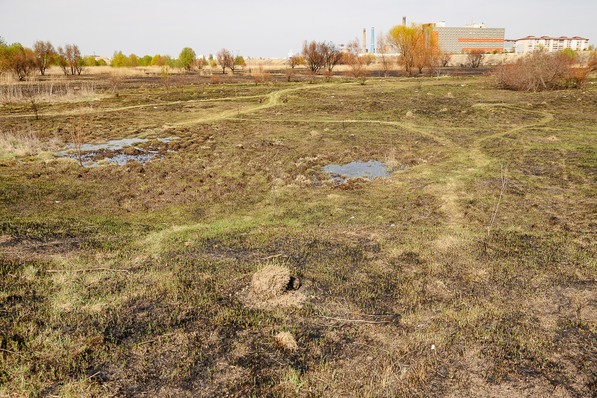 De ce arde Parcul Văcărești? Fără pază și fără regulament, „delta dintre blocuri” a ajuns un focar constant de incendii