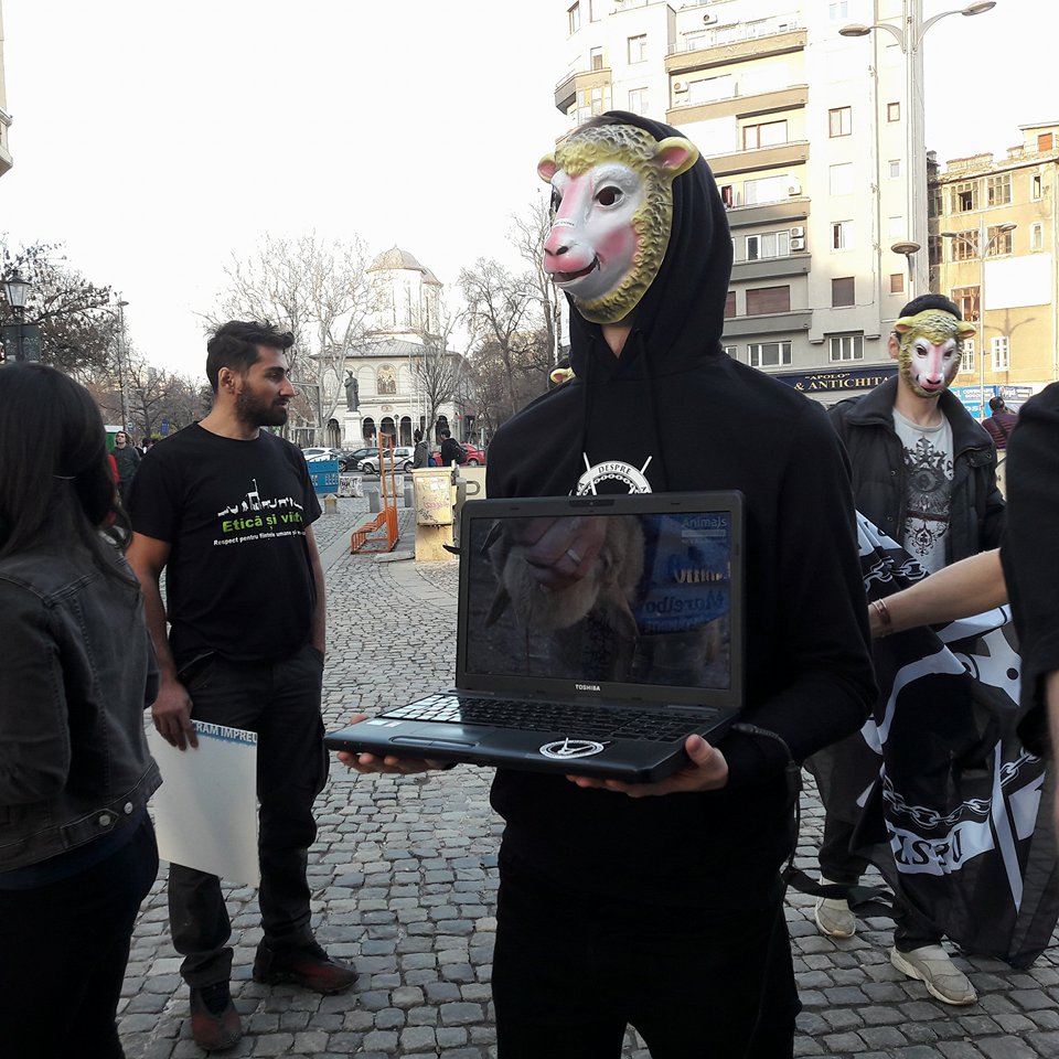 FOTO&VIDEO/ Veganii fac un flashmob la târgul de miei din București, în duminica Floriilor: „Oaia are inteligența unui copil de trei ani”