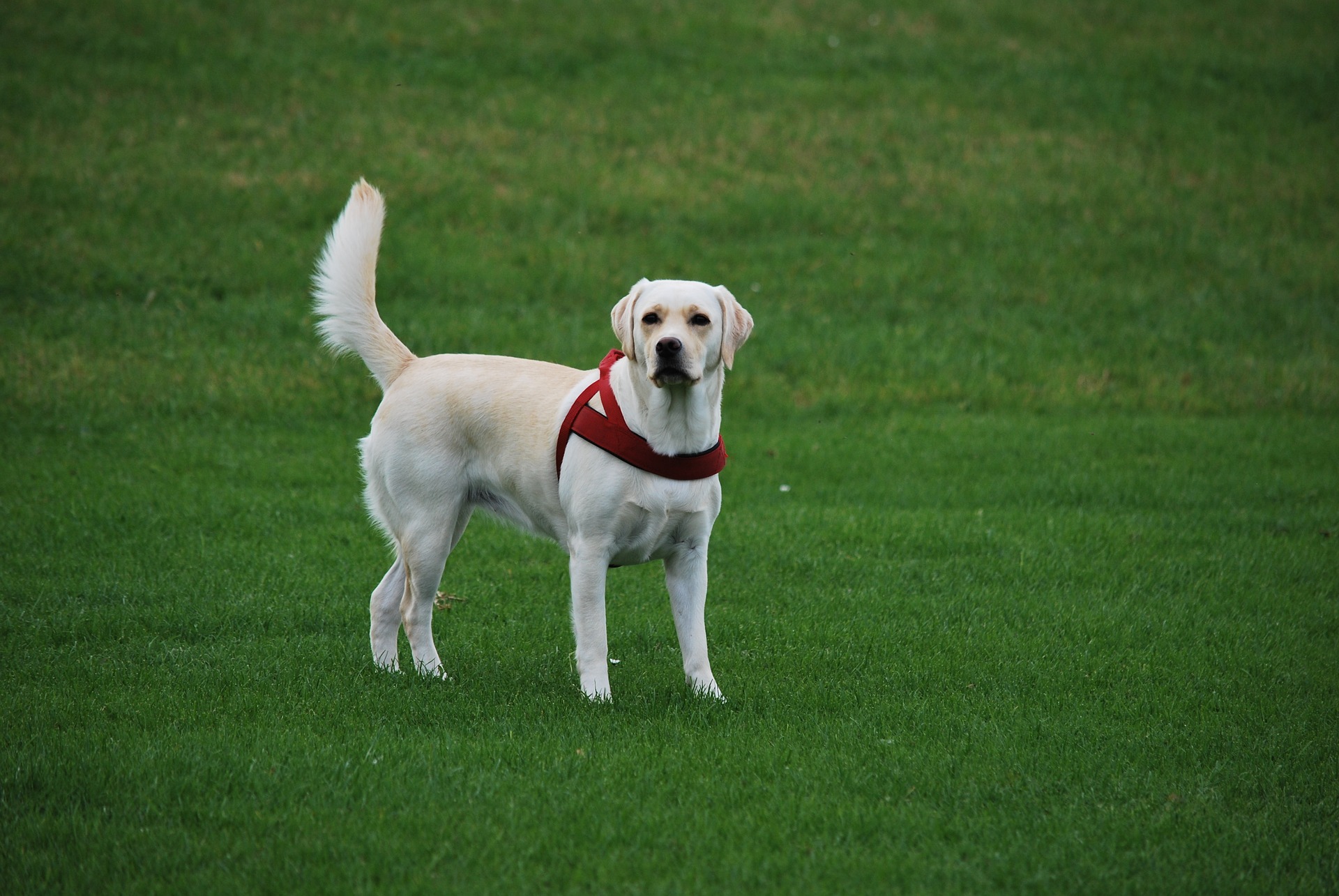 Labrador - ce temperament are câinele care iubește înotul