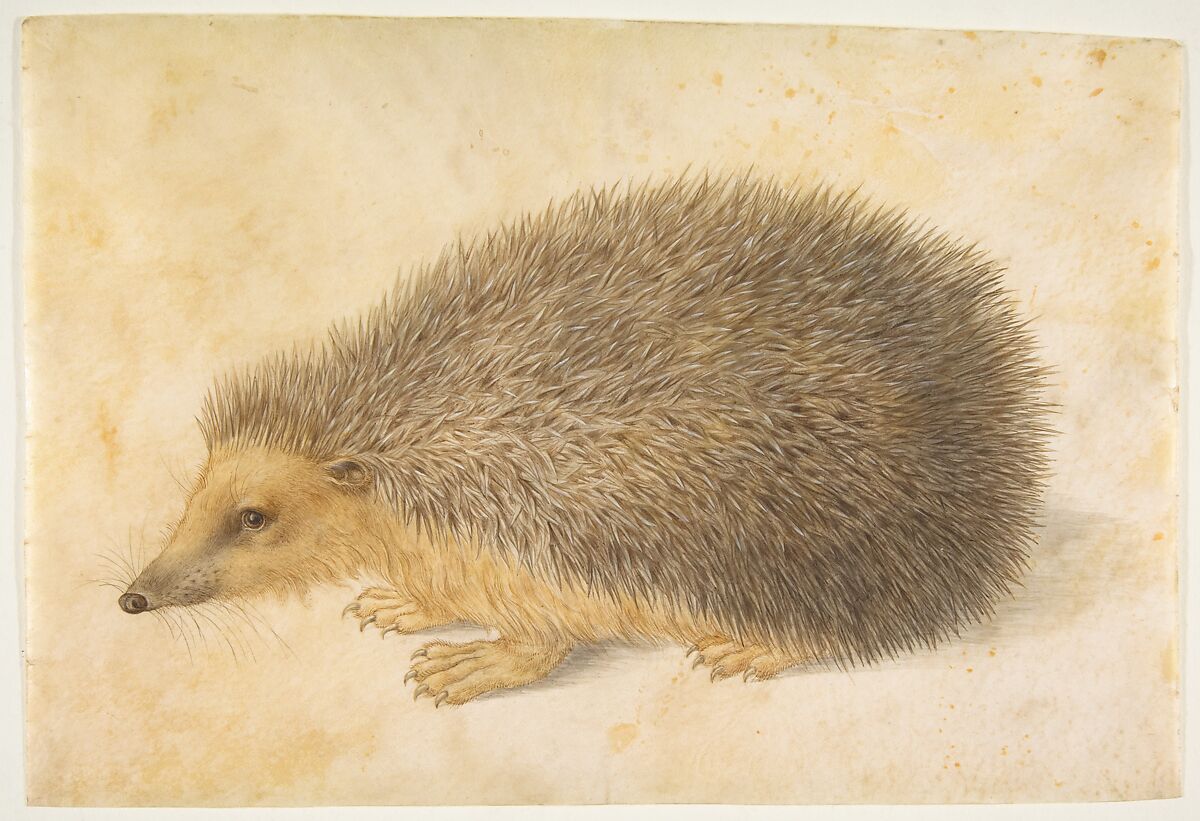 Hedgehogs