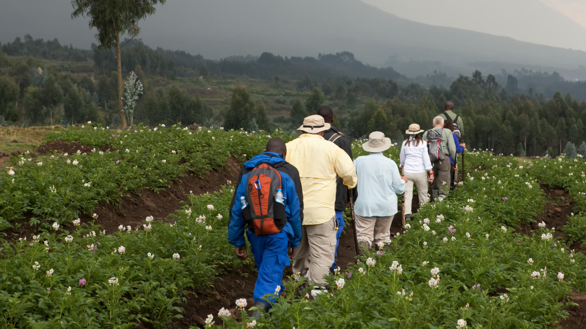 Tourists walk through rows of crops in vast farmland that is situated at the base of volcanoes in Volcanoes National Park. Volcanoes National Park, Rwanda. [Photo by: Eric Kruszewski/Design Pics Editorial/Universal Images Group via Getty Images]