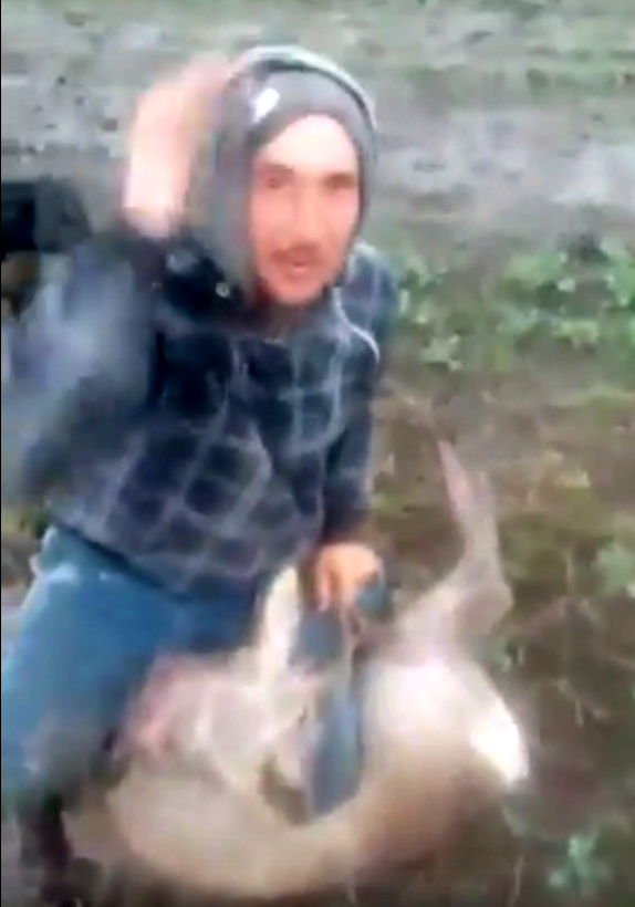 Un individ a prins un pui de căprior, l-a dat la câini și i-a rupt gâtul. Cruzime extremă în Argeș |VIDEO