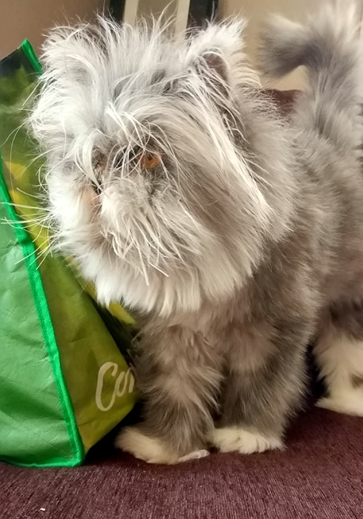 Pisică sau cățel? Ce crezi că este animalul din imagine | FOTO