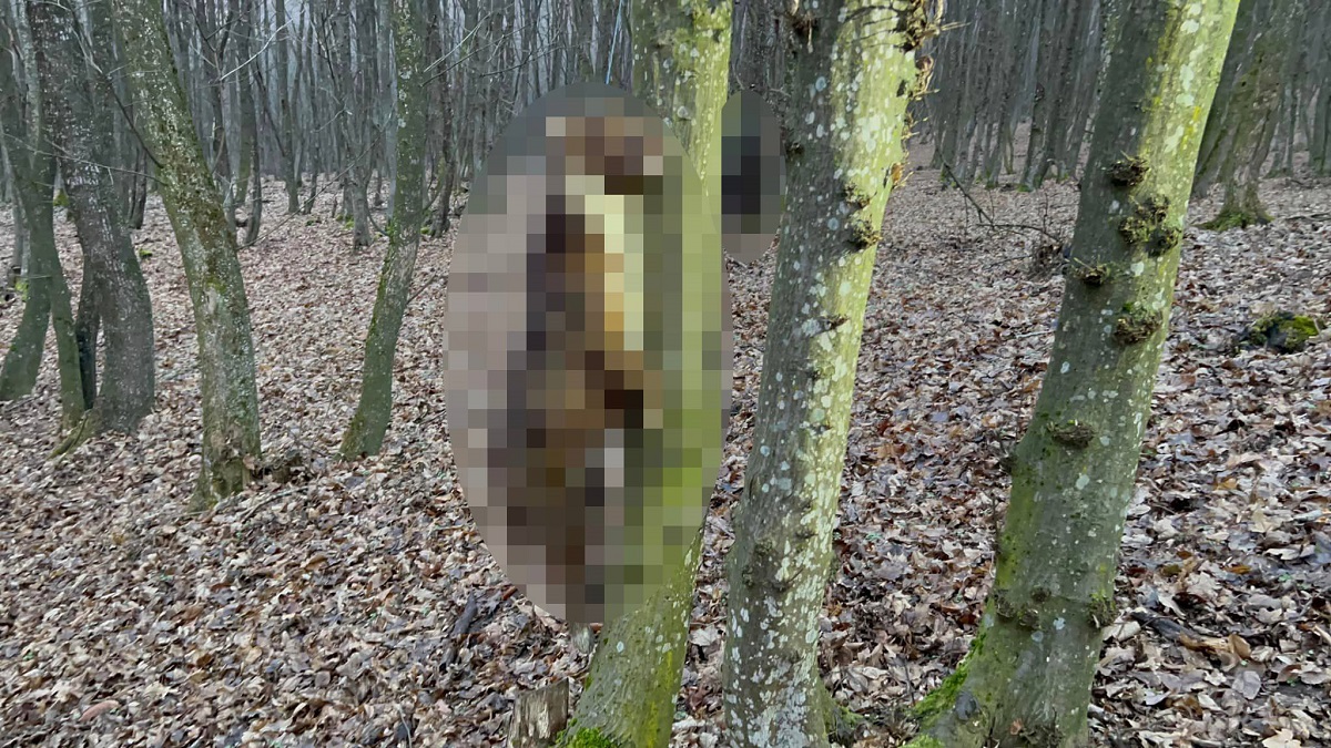 Câini spânzurați în pădure, în județul Bistrița. Poliția a deschis dosar penal și îi caută pe făptași