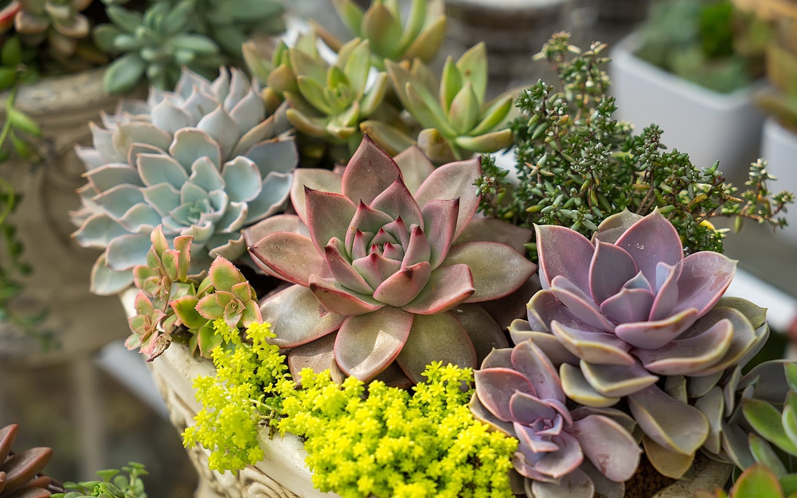 Rare unique plants in South Africa and Namibia have given rise to a  familiar enemy | Business Insider Africa