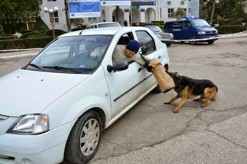 REPORTAJ/ Jandarmul Marius și câinele Mabanu, o prietenie mai presus de meserie. Deși a fost pensionat, ciobănescul german rămane cu plutonierul major/ (Foto&Video)
