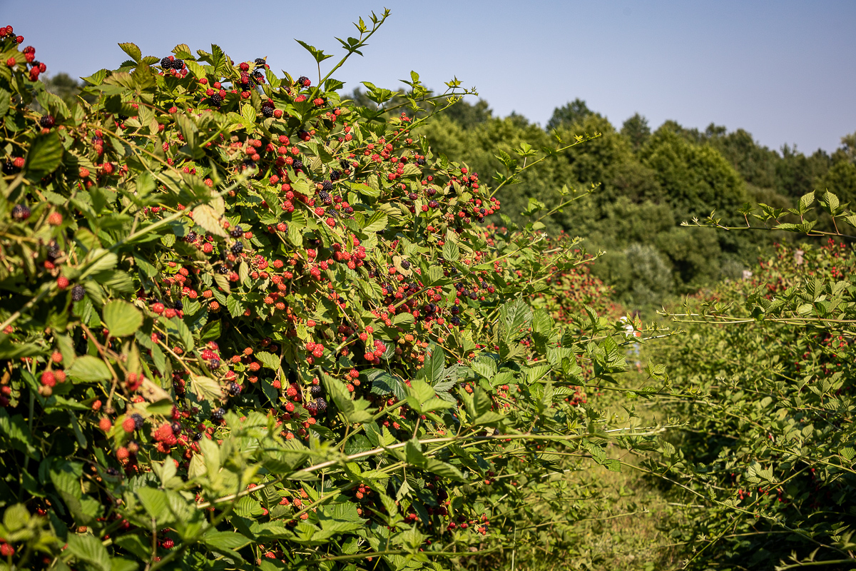 Trei generații au pus pe picioare o plantație de fructe de pădure în Gorj. Nepotul a dezvoltat afacerea, părinții au pus banii, bunica Mărioara coordonează muncitorii