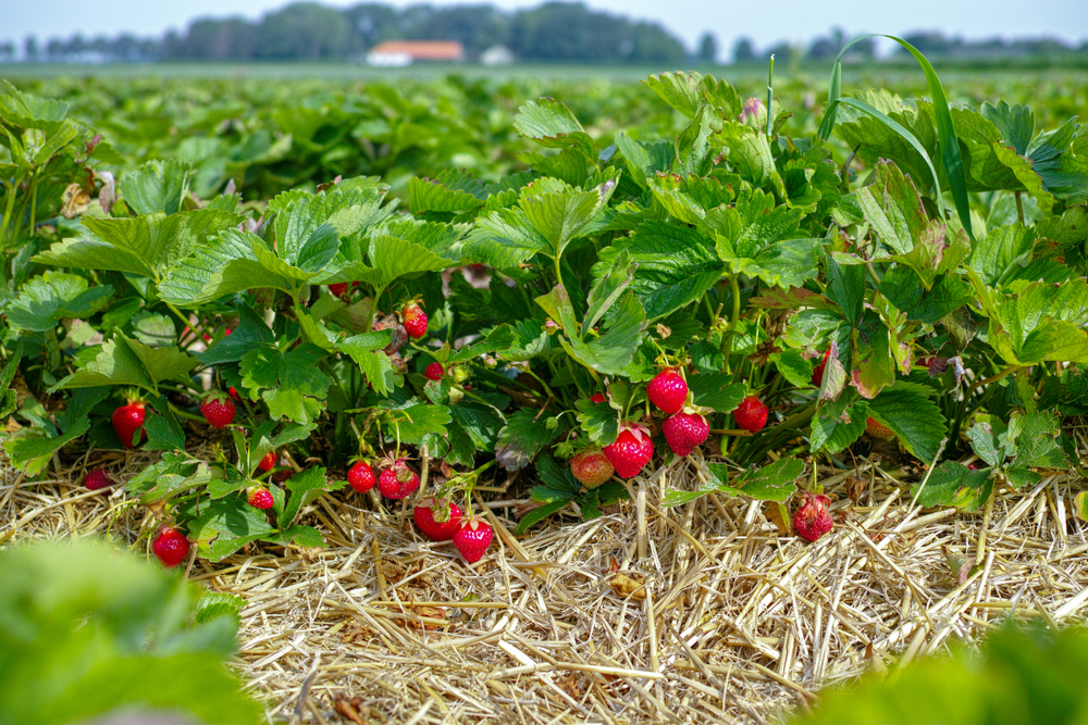 Căpșuni - plantare, cultivare și îngrijire. Ce beneficii are consumul de căpșuni și ce rețete poți încerca și cu fructele aromate