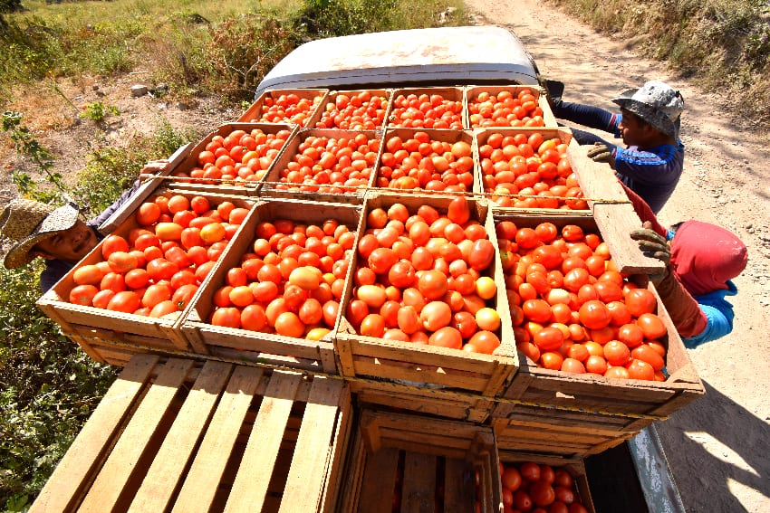 Burkina Faso bans tomato exports to protect local industry, with ripple effects across West Africa