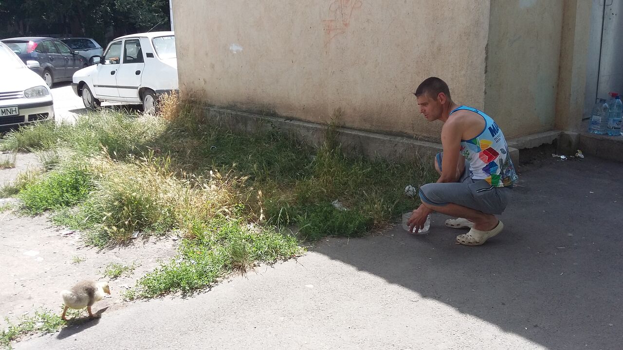 Boci Boci, rața animal de companie din Galați, scoasă la plimbare în ciuda caniculei de afară GALERIE FOTO